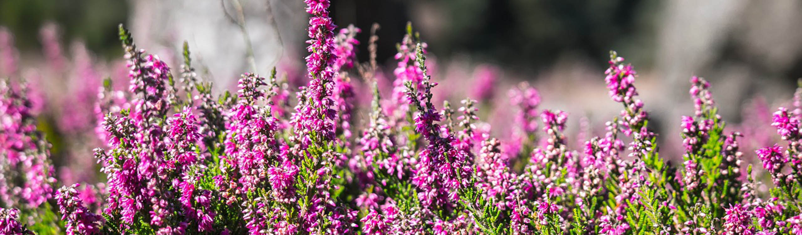Nahaufnahme von pink blühendem Heidekraut
